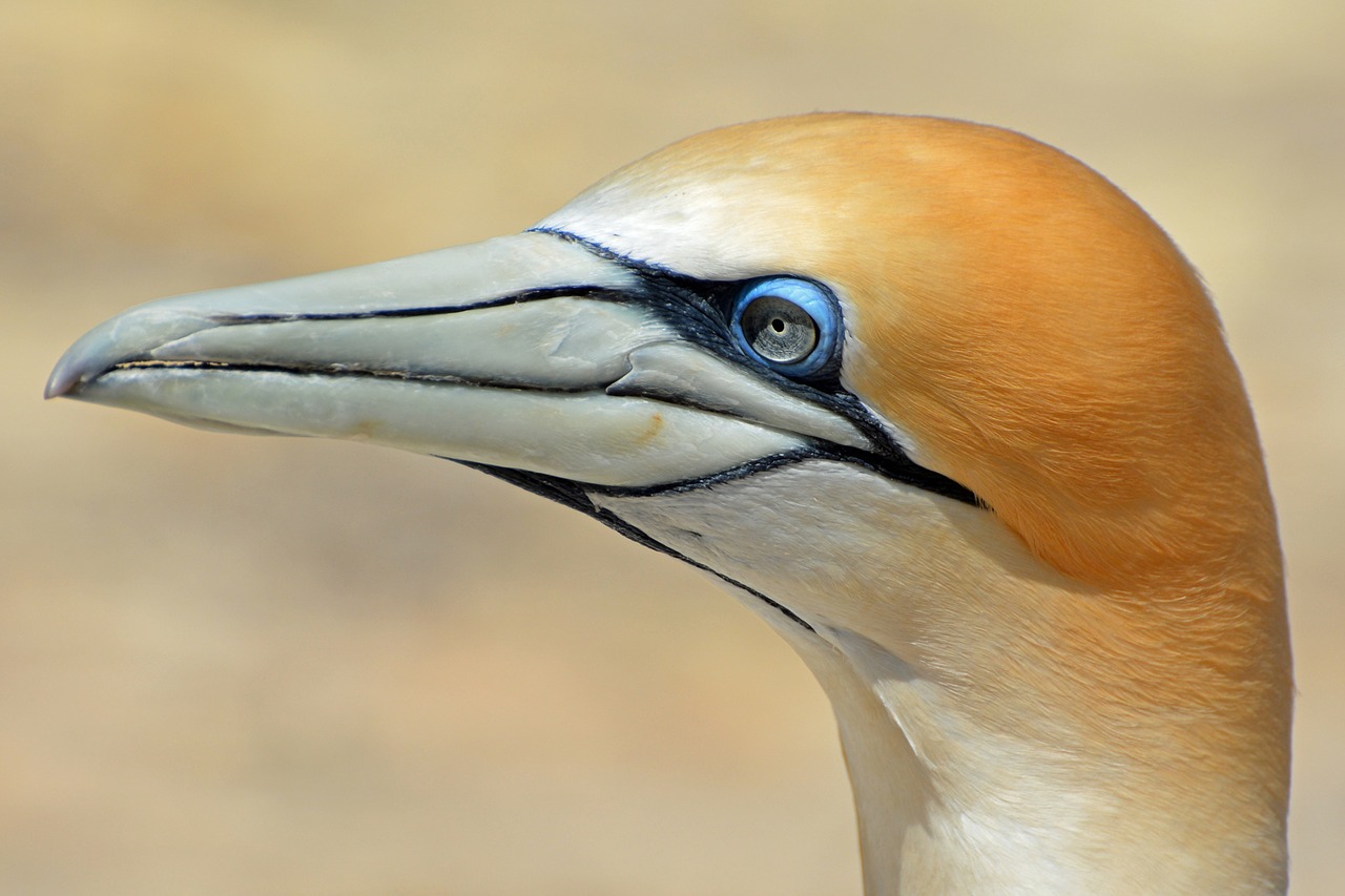 Vogel mit langem Schnabel